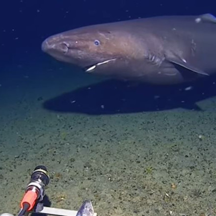 Έκπληξη στον Ανταρκτικό Ωκεανό: Για πρώτη φορά εθεάθη καρχαρίας να κολυμπά στα νερά του