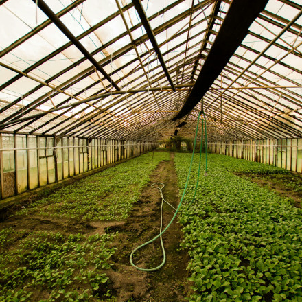 Νεαρός βρέθηκε απαγχονισμένος σε θερμοκήπιο - Έφτιαξε αυτοσχέδιο βρόγχο