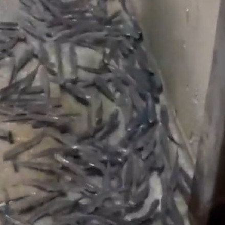 Ποιο είναι το φαινόμενο που βγάζει τα ψάρια στη στεριά στη Βενετία