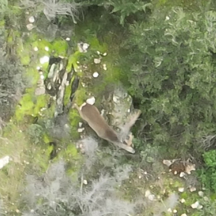 Ελπίδες από τη φύση: Ζευγάρι ζαρκαδιών εμφανίστηκε για πρώτη φορά στο Σέιχ Σου - Έγκυος το θηλυκό