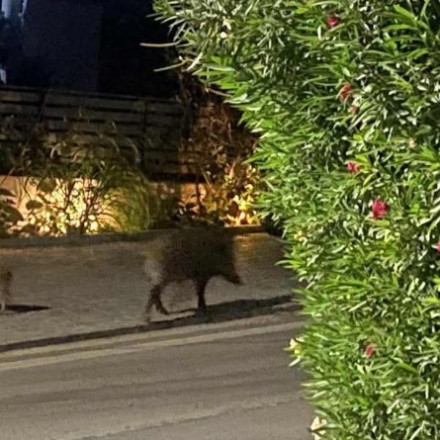 Αγριογούρουνα «έκοβαν» βόλτα στη Ραφήνα - Πέρασαν τη Λεωφόρο Μαραθώνος τα ξημερώματα