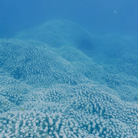 Αυστραλία: Γιγάντιο κοράλλι 111 μέτρων βρέθηκε στον Μεγάλο Κοραλλιογενή Ύφαλο - Εντυπωσιακές εικόνες