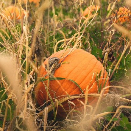 Η μεγαλύτερη κολοκύθα στον κόσμο βρίσκεται στην Καλιφόρνια και ζυγίζει 1 τόνο!