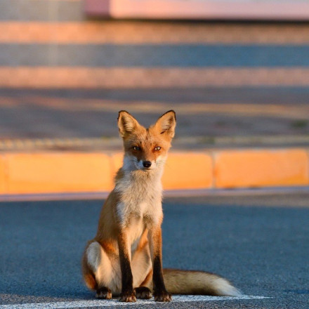 Μια αλεπού που έχει γίνει «θαμώνας» σε καφετέριες του Ναυπλίου [Vid]