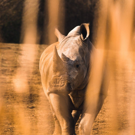 Γεννήθηκε σπάνιος θηλυκός ρινόκερος της Σουμάτρας [Vid]