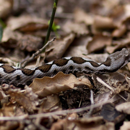 Φαρκαδόνα: Οχιές μέσα σε σχολείο – Ο διευθυντής μιλά στο Action 24 [vid]
