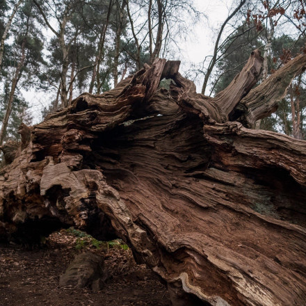 Βρετανία: Αντιδράσεις για την καταστροφή του «Δέντρου του Ρομπέν των Δασών» – Ήταν ηλικίας 300 ετών
