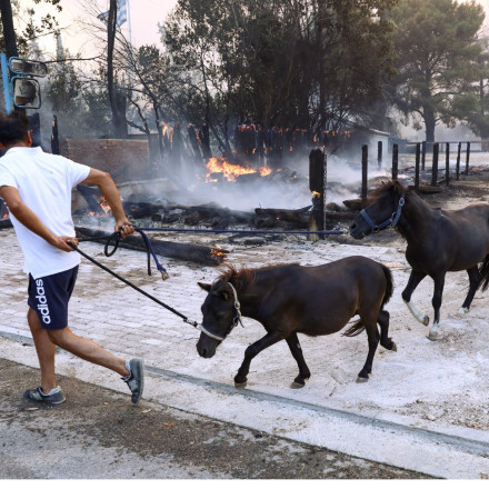 Παγκόσμια Ημέρα των Ζώων – Ημέρα αφύπνισης και προβληματισμού