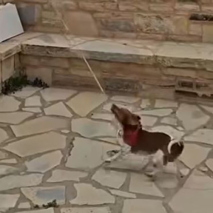 Μεσαρά Κρήτης: Viral σκυλάκος που χτυπούσε με μανία καμπάνα εκκλησίας