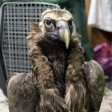 Επέστρεψε νικητής στο δάσος της Δαδιάς ο μαυρόγυπας που ήταν σε κρίσιμη κατάσταση λόγω δηλητηρίασης