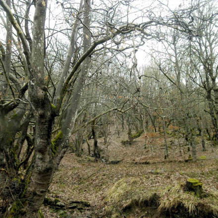 Ίταμος: Το «μυστικό» των ελληνικών βουνών που συνδέεται με αντικαρκινικά φάρμακα