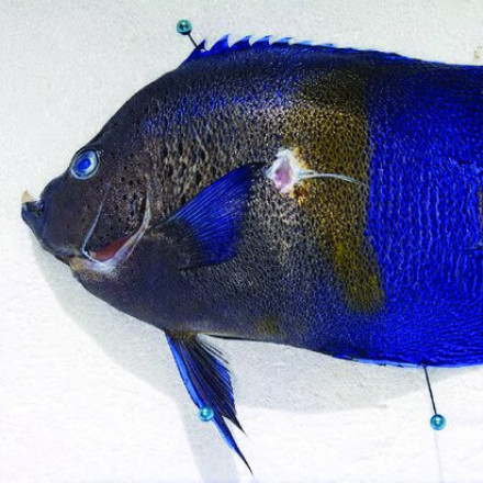 Σπάνιο ψάρι-άγγελος εντοπίζεται πρώτη φορά σε ελληνικές θάλασσες - Γιατί είναι σημαντική ανακάλυψη