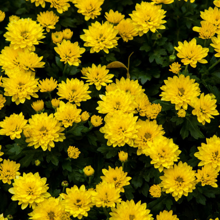 10 φυτά που κρατούν τα τσιμπούρια μακριά από τον κήπο σου