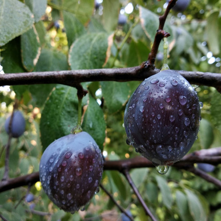 Το ιδανικό δέντρο για σπίτι και μπαλκόνι — Δεν χαλάει τα θεμέλια και σου δίνει καρπούς