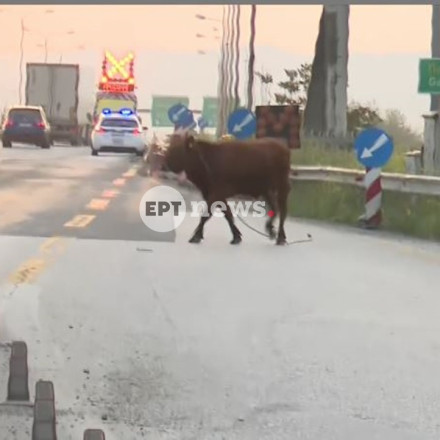 Θεσσαλονίκη: Αναστάτωση στην Εθνική Οδό από μία... αγελάδα - Έτρεχε ανεξέλεγκτη ανάμεσα στα οχήματα