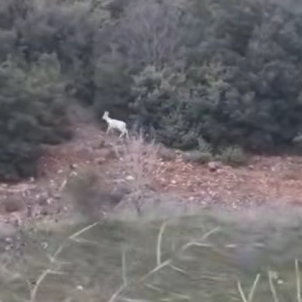 Σπάνιο θέαμα στην Ημαθία: Εμφανίστηκαν δύο αλμπίνο ζαρκάδια