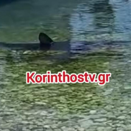 Κόρινθος: Καρχαρίας 2,5 μέτρων βγήκε στην ακτή στα Λουτρά της Ωραίας Ελένης