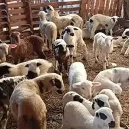 Ευλογιά προβάτων: Το πρώτο κρούσμα που σείει την κτηνοτροφία της Πελοποννήσου