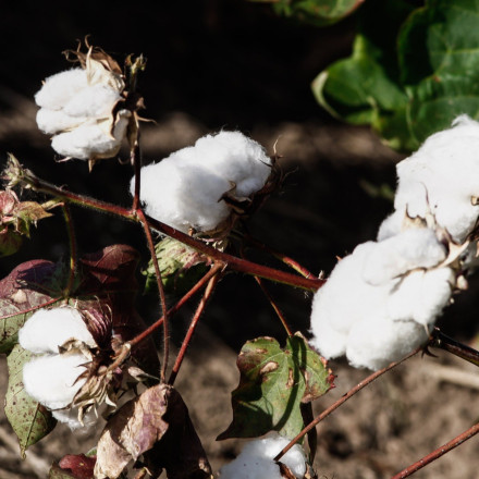 ΥΠΑΑΤ: Μέχρι 31 Οκτωβρίου οι αιτήσεις για επιχορήγηση στους βαμβακοπαραγωγούς