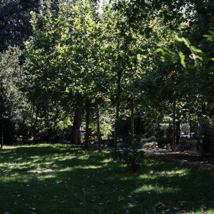 Βόλος: Αλυσοδέθηκαν για να μην κοπούν δέντρα στον Κραυσίδωνα