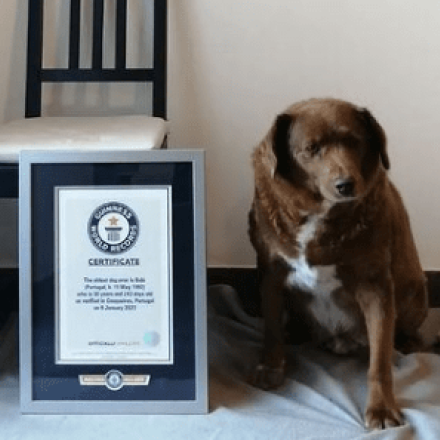 «Έφυγε» από τη ζωή ο Μπόμπι, ο γηραιότερος σκύλος στον κόσμο