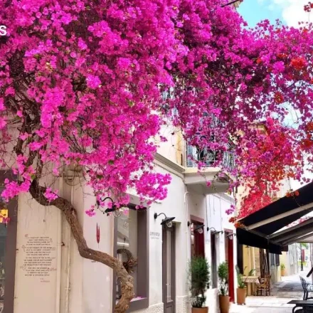 Ναύπλιο: Οι βουκαμβίλιες έντυσαν στα χρώματα το παλιό κέντρο