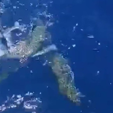 Viral βίντεο από την Κρήτη: Λαγοκέφαλοι επιτίθενται ο ένας στον άλλον για ένα δόλωμα