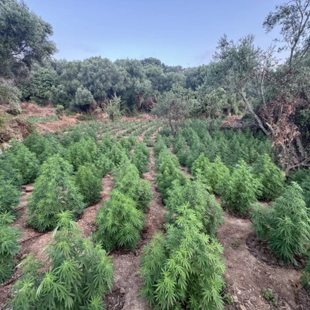 Μεσσηνία: Τεράστια φυτεία κάνναβης με 1.532 δενδρύλλια – Θα απέφερε 766 κιλά χασίς - Βίντεο