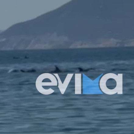 Εύβοια: Εντυπωσιακό βίντεο από τις Ροβιές με κοπάδι δελφινιών να κολυμπάει δίπλα σε λουόμενους