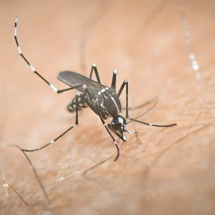 Κουνούπι «τίγρης»: Οι καιρικές συνθήκες ευνοούν την εξάπλωση - Έκτακτα μέτρα