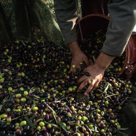 Σε limit up το ελαιόλαδο - Η μέτρια σοδειά φέρνει «πονοκέφαλο» στους καταναλωτές