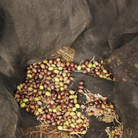 Μάζεμα ελιάς: Υπουργική απόφαση - έκπληξη κατά της ανεργίας