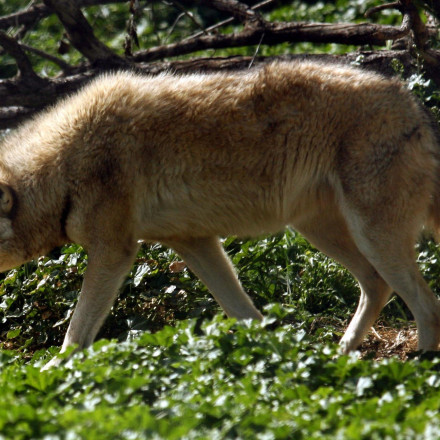 Γιατί οι κτηνοτρόφοι ταίζουν τσακάλια και λύκους με νεκρά ζώα