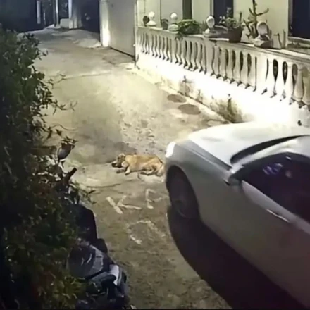 Κέρκυρα: Στον εισαγγελέα η οδηγός που πάτησε και σκότωσε σκύλο στο δρόμο - Σύλληψη και στη Ζάκυνθο