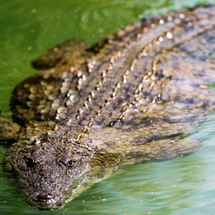 Σοκ στην Αυστραλία: Αγνοείται 12χρονος σε ποτάμι - Φόβοι για επίθεση από κροκόδειλο