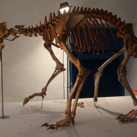 Επιστήμονες ανασύνθεσαν κομμάτι - κομμάτι σκελετό αρκούδας στις Πρέσπες