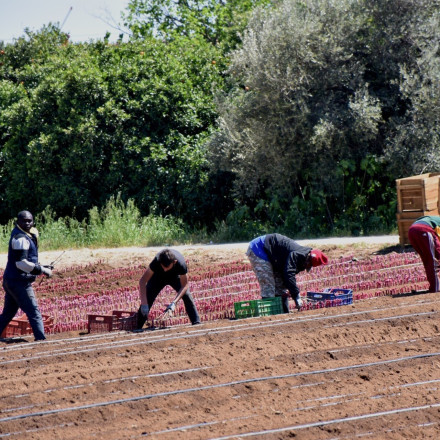 Επιχείρηση «μαμούθ» για εμπορία ανθρώπων στη γεωργία - «Τσίμπησαν» λαβράκια