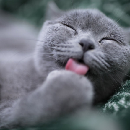 Viral βίντεο αποκαλύπτει γιατί οι γάτες έχουν αγκάθια στη γλώσσα τους