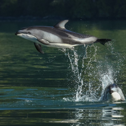 Εντυπωσιακές εικόνες από δελφίνια ακροβάτες