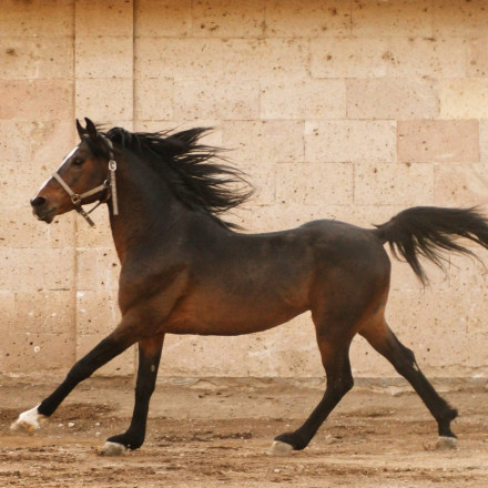 Χαλκιδική: Γυαλιά καρφιά τα έκανε... άλογο σε κατάστημα (pics-vid)