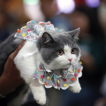 Θύμα τροχαίου η πιο viral γάτα του Λονδίνου