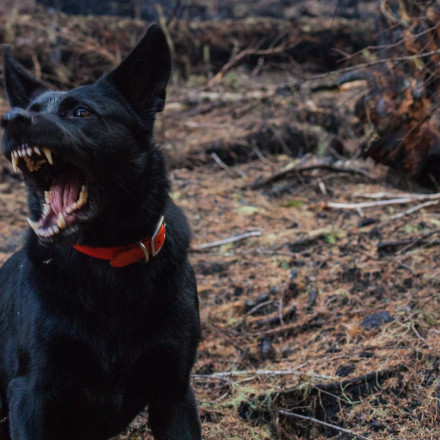 «Πάλεψα μαζί του 1-2 λεπτά» λέει ο 76χρονος που δέχτηκε άγρια επίθεση από σκύλο
