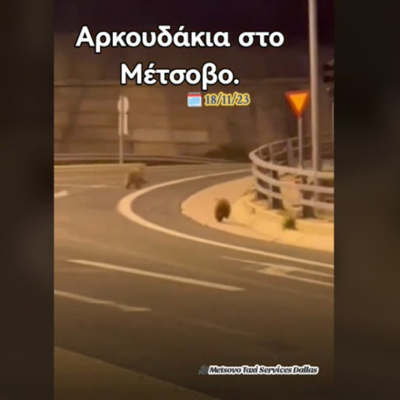 Αρκουδάκια εντοπίστηκαν στην Εγνατία Οδό να ψάχνουν φαγητό