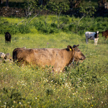 Μύκονος: Φρικτός θάνατος άνδρα – Τον κάρφωσε αγελάδα με τα κέρατα στην καρδιά