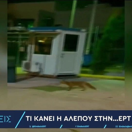 Τι κάνει μία αλεπού στο Ραδιομέγαρο της ΕΡΤ; (vid)