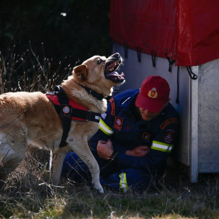 ΕΜΑΚ: Αυτά είναι τα εκπαιδευμένα σκυλιά που σώζουν ζωές