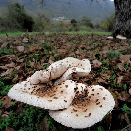 Στην Ιταλία για μεταμόσχευση το ζευγάρι που δηλητηριάστηκε από μανιτάρια στην Έδεσσα