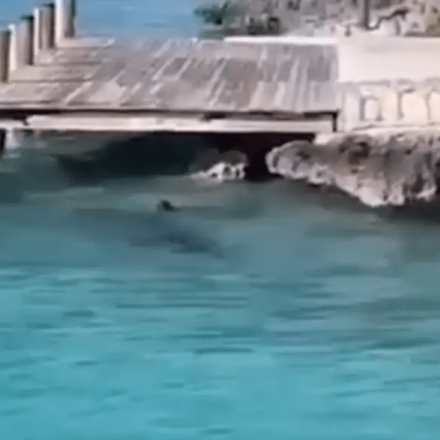 Viral: Σκύλος βουτάει στο νερό, πλησιάζει καρχαρία και βγαίνει σώος [vid]