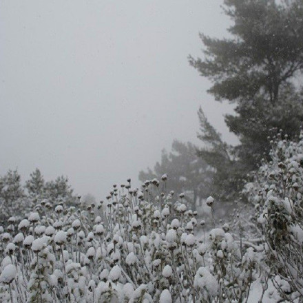 Meteo:  	Ισχυρός παγετός το πρωί με τη θερμοκρασία στη Φωκίδα -12 βαθμούς