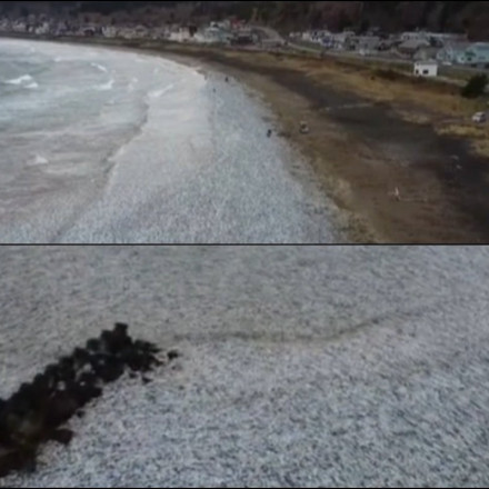 Ιαπωνία: Χιλιάδες ψάρια ξεβράστηκαν σε παραλία καλύπτοντας χιλιόμετρα